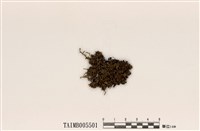藏品(綿腹衣屬)的圖片